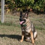 How to choose a German Shepherd puppy