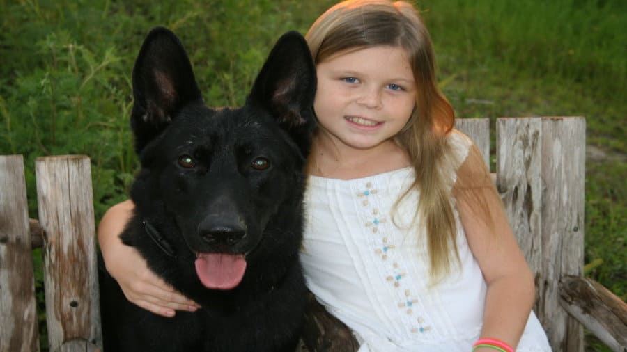All Black German Shepherd-Breed Information & Black Sable Puppies