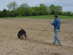 Schutzhund tracking German Shepherd