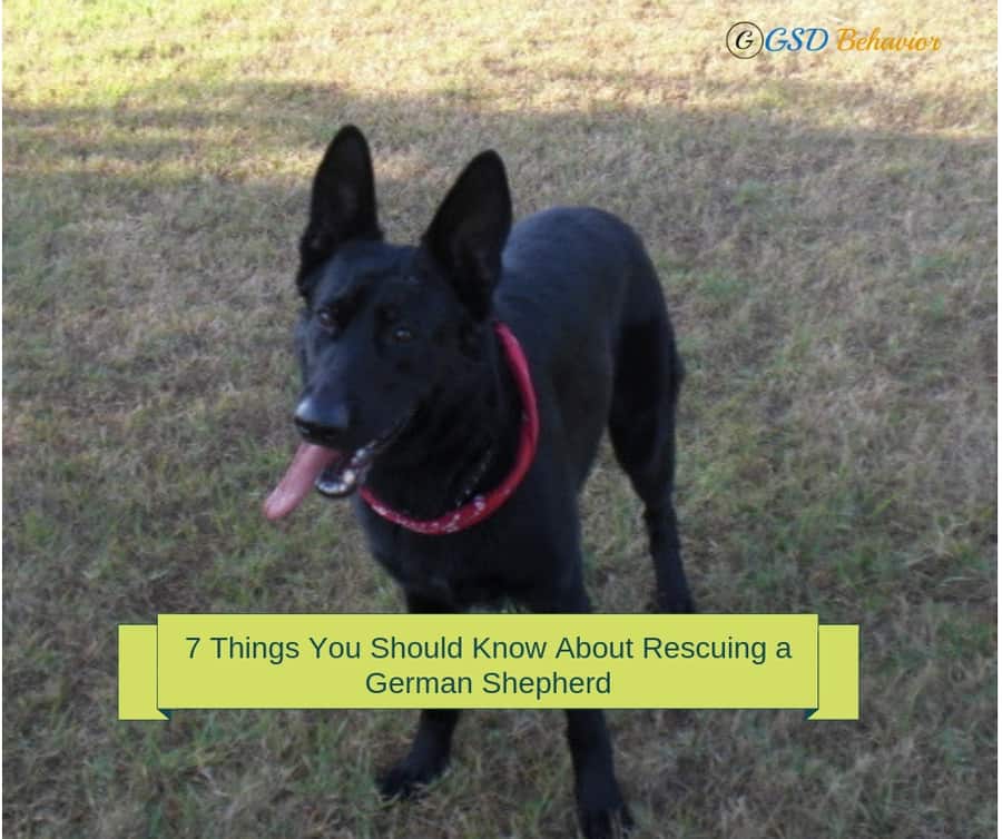 7 Things You Should Know About Rescuing a German Shepherd