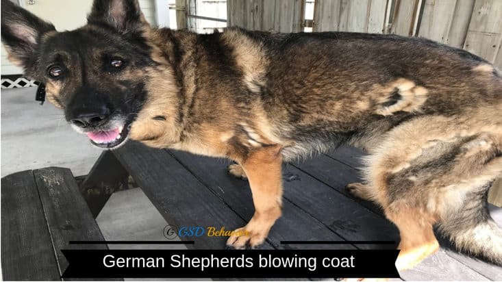 German Shepherds Blowing Coat, How To Help A Dog Shed Its Winter Coat