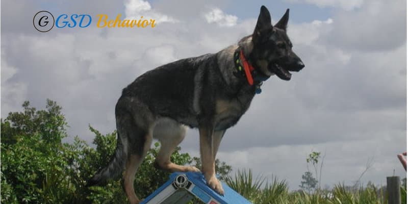 Schutzhund Training for German Shepherds