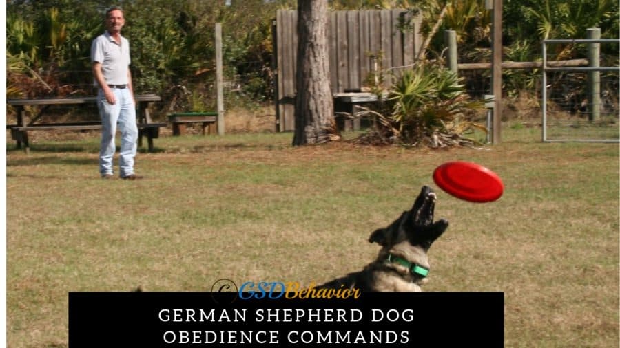 GSD Puppy-Dog Training Commands