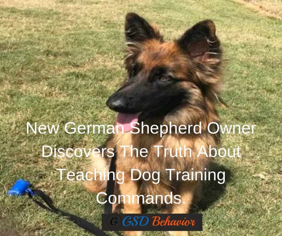 How to Teaching obedience commands