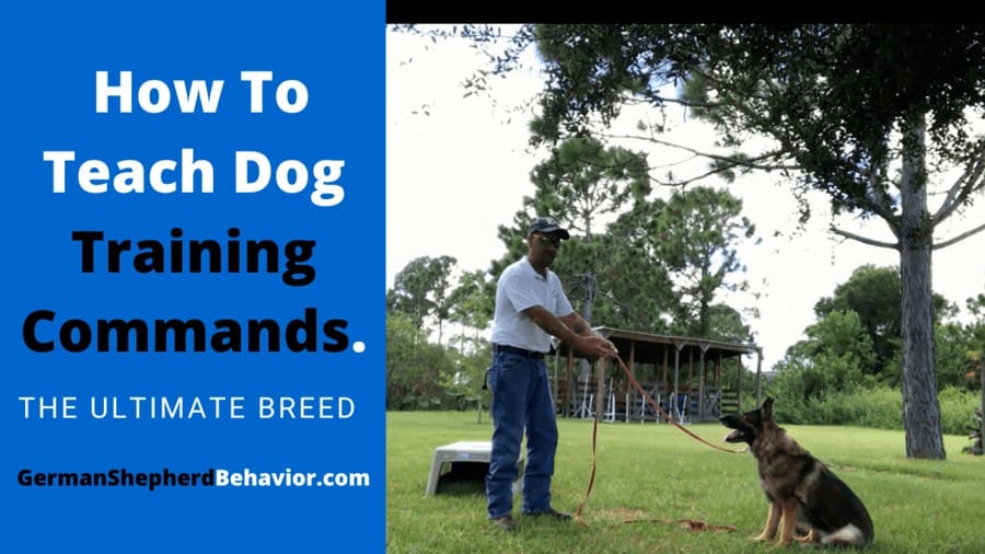 How To Teach Dog Training Commands.