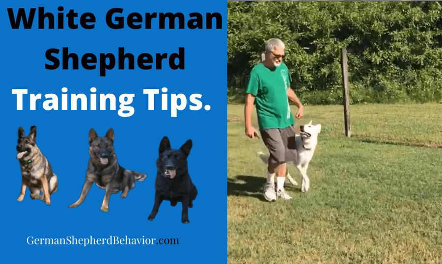German Shepherd Training Tips for beginners