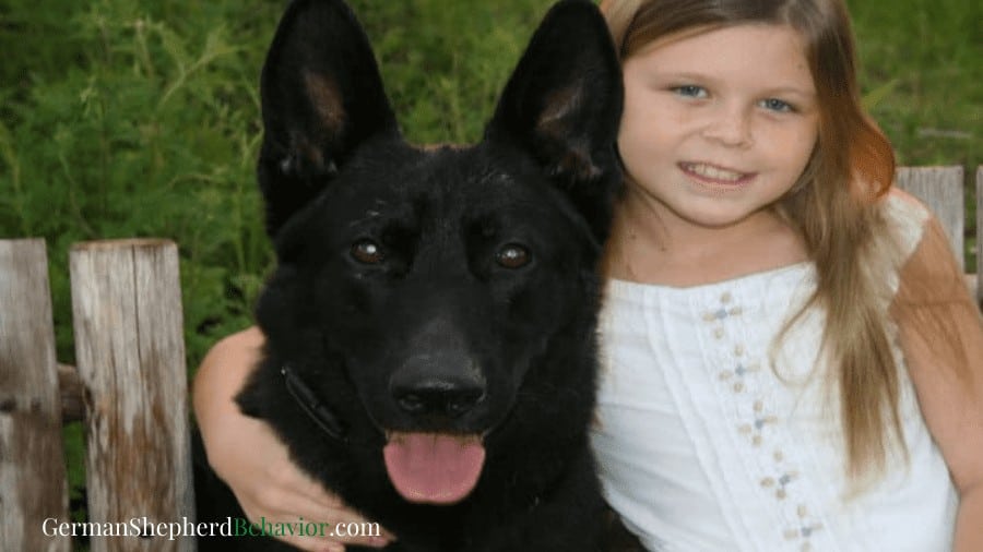 Everthing you need to know before buying a German Shepherd