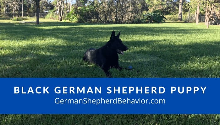 What You Should Know Before Buying A Black German Shepherd